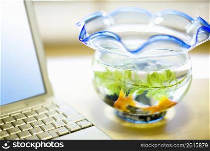 fish bowl next to laptop