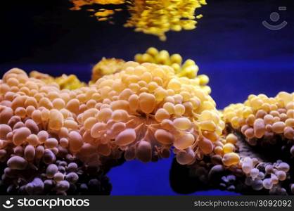 Fish, coral and other bright and colorful inhabitants of the Red Sea.. Fish and corals of the Red Sea