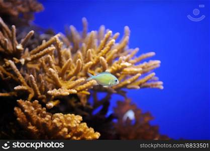 Fish, coral and other bright and colorful inhabitants of the Red Sea.