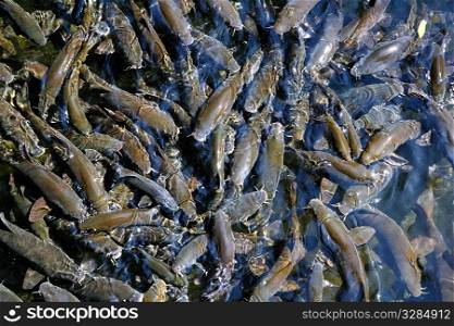 fish crowded school Iberian Barbel Barbus bocagei pattern