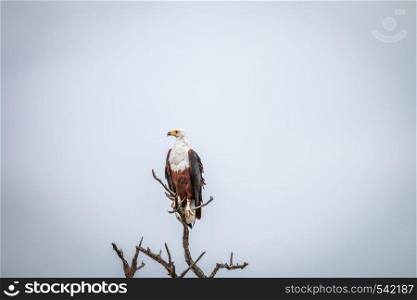 Fish eagle sitting on a branch in the Kruger National Park, South Africa.