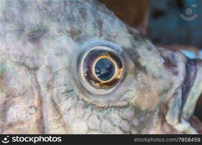 Fish Eye Close Up of fresh water fish