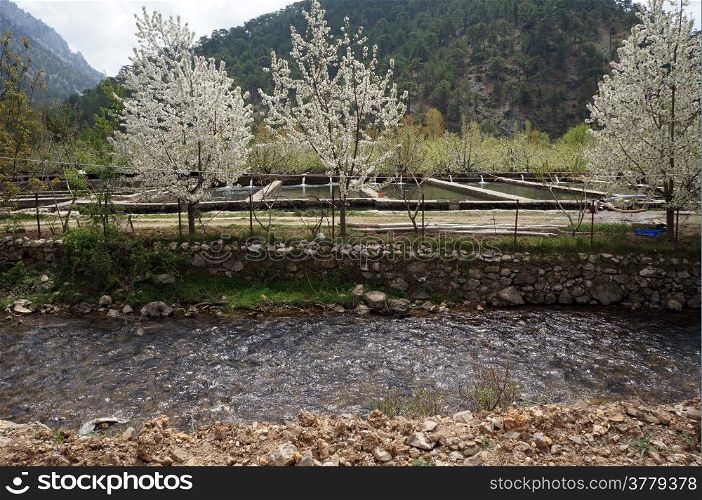 Fish farm and apple trees near river in Turkey
