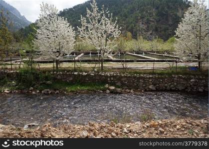 Fish farm and apple trees near river in Turkey