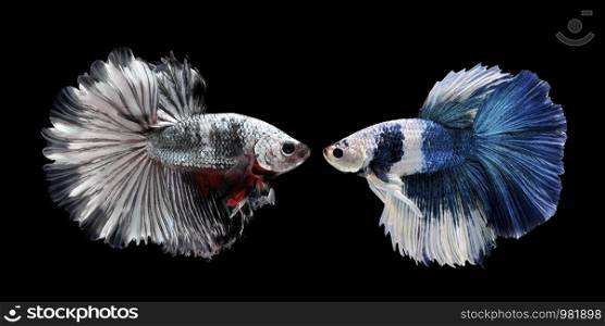 Fish fighting, beautiful fish, colorful fish fighting Siam, on a black background.