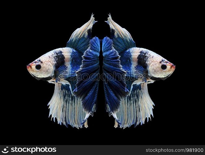 Fish fighting, beautiful fish, colorful fish fighting Siam, on a black background