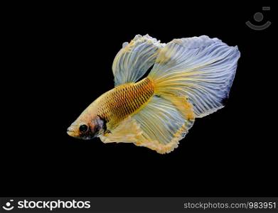 Fish fighting, beautiful fish, colorful fish fighting Siam, on a black background.