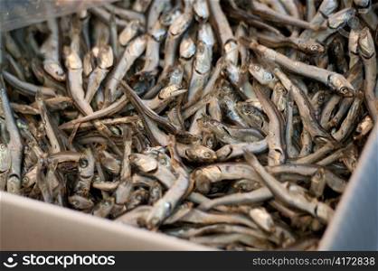 Fish for sale at a market stall in a fish market, Tokyo, Japan