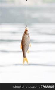fish hanging on a hook on a background of water