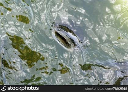 fish in a pool on the Moon River near the city of Ubon Ratchathani in the provinz of Ubon Rachathani in the Region of Isan in Northeast Thailand in Thailand.&#xA;