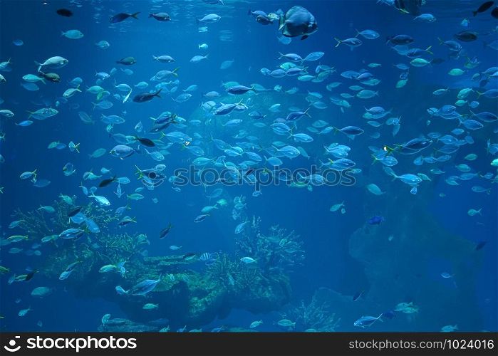 Fish in aquarium glass tank