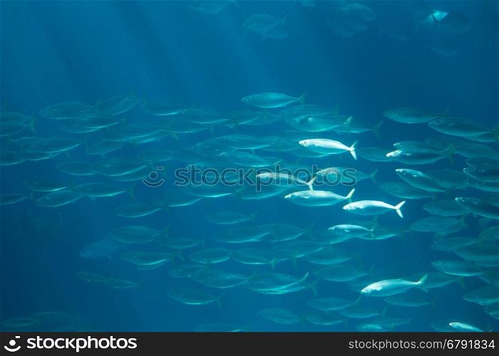 fish in aquarium oceanarium in blue depth water shoot from glass with noise.