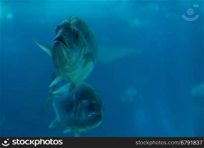 fish in aquarium oceanarium in blue depth water shoot from glass with noise.