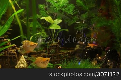 Fish in aquarium with ship