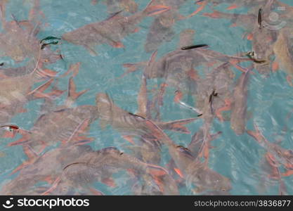 Fish in clear water view from above, lake in Thailand