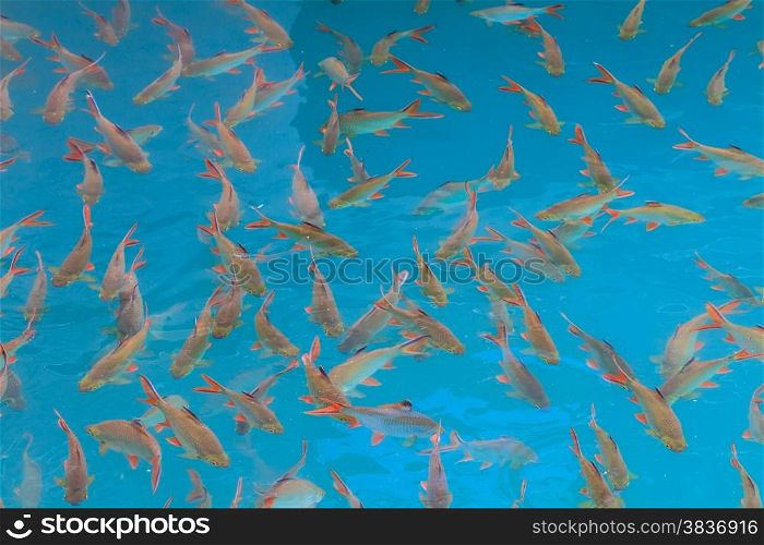 Fish in clear water view from above, lake in Thailand