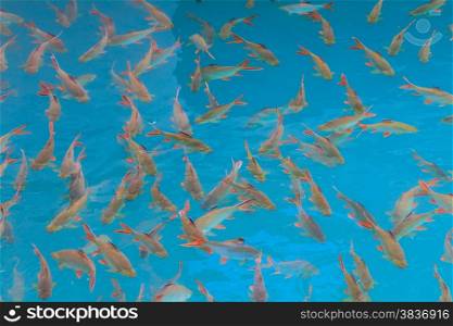 Fish in clear water view from above, lake in Thailand