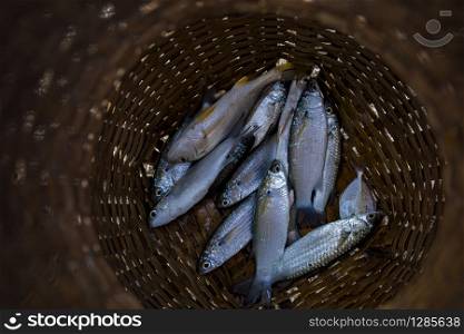 fish in fishing man bamboo basket