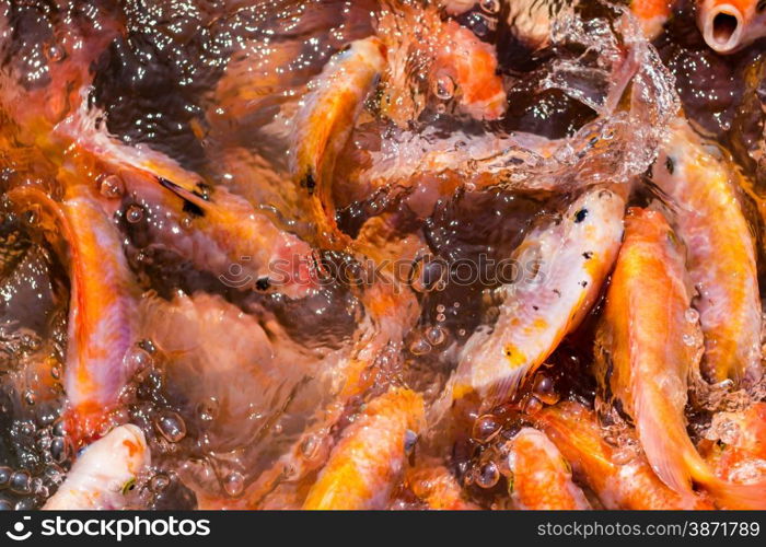 fish in many shades of orange densely packed in a body of water