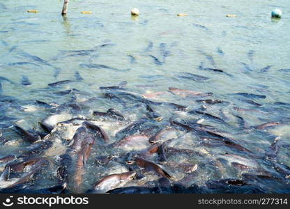 fish in river. Many fish are waiting to eat. Fish in temple of Thailand.