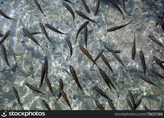 Fish in the clean water, Plitvice lakes, Croatia