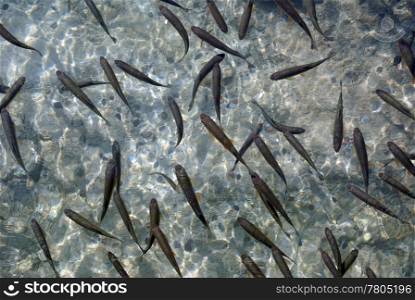Fish in the clean water, Plitvice lakes, Croatia