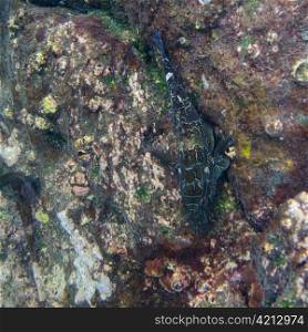 Fish on a rock underwater, Gardner Bay, Espanola Island, Galapagos Islands, Ecuador