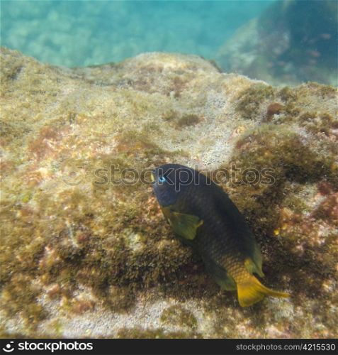 Fish on a rock underwater, Puerto Egas, Santiago Island, Galapagos Islands, Ecuador