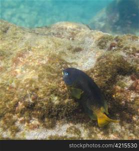 Fish on a rock underwater, Puerto Egas, Santiago Island, Galapagos Islands, Ecuador