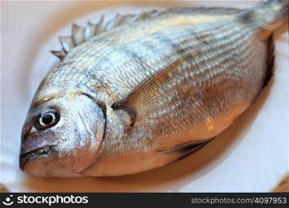 Fish on a white plate
