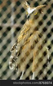 Fish owls in the cage are looking,Fish owls are a type of bird belonging to the family of owls with a brown body and white stripes.