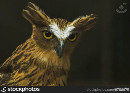 Fish owls in the cage are looking,Fish owls are a type of bird belonging to the family of owls with a brown body and white stripes.