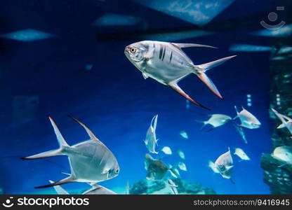 fish Palometa Trachinotus goodei swim in blue water in the aquarium. fish Palometa Trachinotus goodei swim in blue water