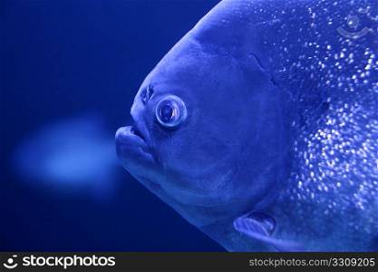 fish piranha macro face detail blue color water background