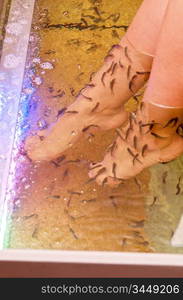 Fish spa pedicure wellness skin care treatment