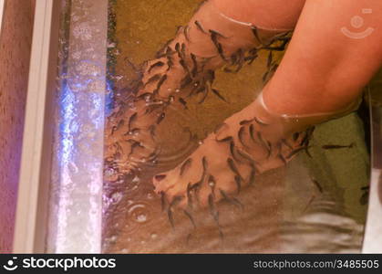 Fish spa pedicure wellness skin care treatment