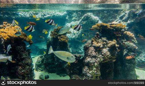 Fish swim in a tropical aquarium.