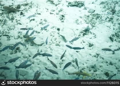 fish swim in the ocean. Maldives