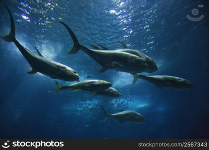 Fish swimming in aquarium in Lisbon, Spain.