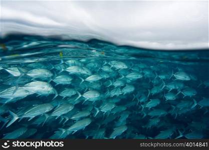 Fish swimming off sipadan island