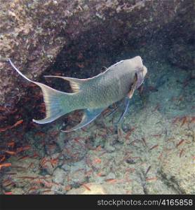 Fish swimming underwater, Bartolome Island, Galapagos Islands, Ecuador