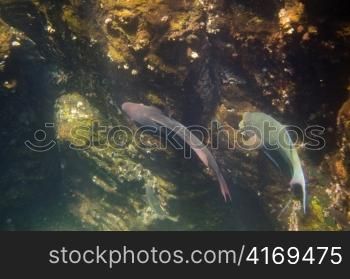 Fish swimming underwater, Darwin Bay, Genovesa Island, Galapagos Islands, Ecuador