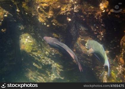 Fish swimming underwater, Darwin Bay, Genovesa Island, Galapagos Islands, Ecuador
