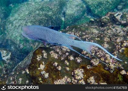 Fish swimming underwater, Gardner Bay, Espanola Island, Galapagos Islands, Ecuador