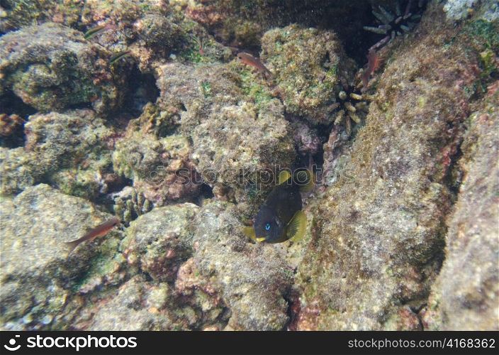 Fish swimming underwater, Puerto Egas, Santiago Island, Galapagos Islands, Ecuador