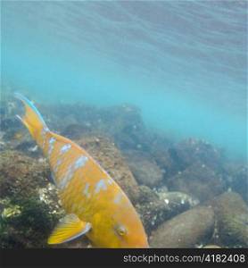 Fish swimming underwater, Puerto Egas, Santiago Island, Galapagos Islands, Ecuador