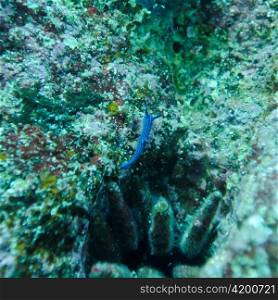 Fish swimming underwater, Santa Cruz Island, Galapagos Islands, Ecuador
