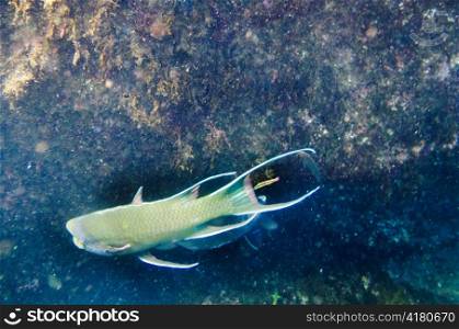 Fish swimming underwater, Tagus Cove, Isabela Island, Galapagos Islands, Ecuador