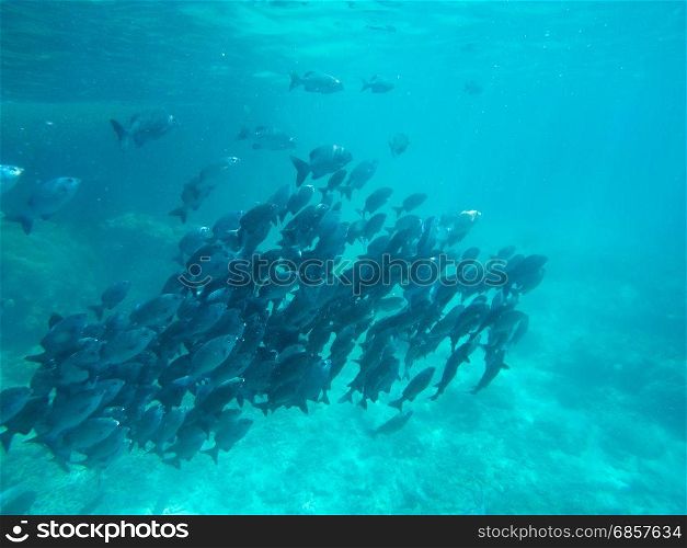 Fish under the sea similan thailand.