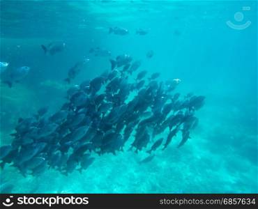 Fish under the sea similan thailand.